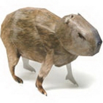 CAPYBARA