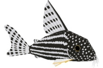 Corydoras-sterbai