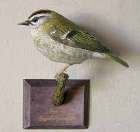 Branch for the Firecrest