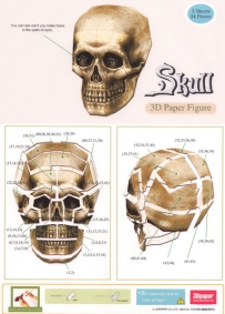 Paper Skull 顱骨
