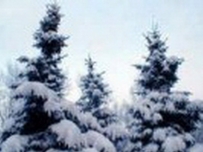 Christmas Tree (Choinka)