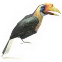 HORNBILL