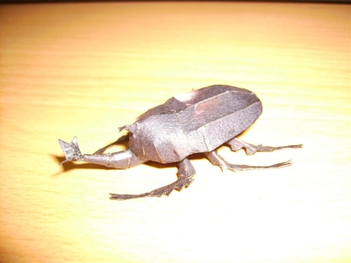Beetles_7.JPG