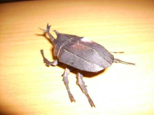 Beetles_8.JPG