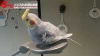 Canon Cockatiel